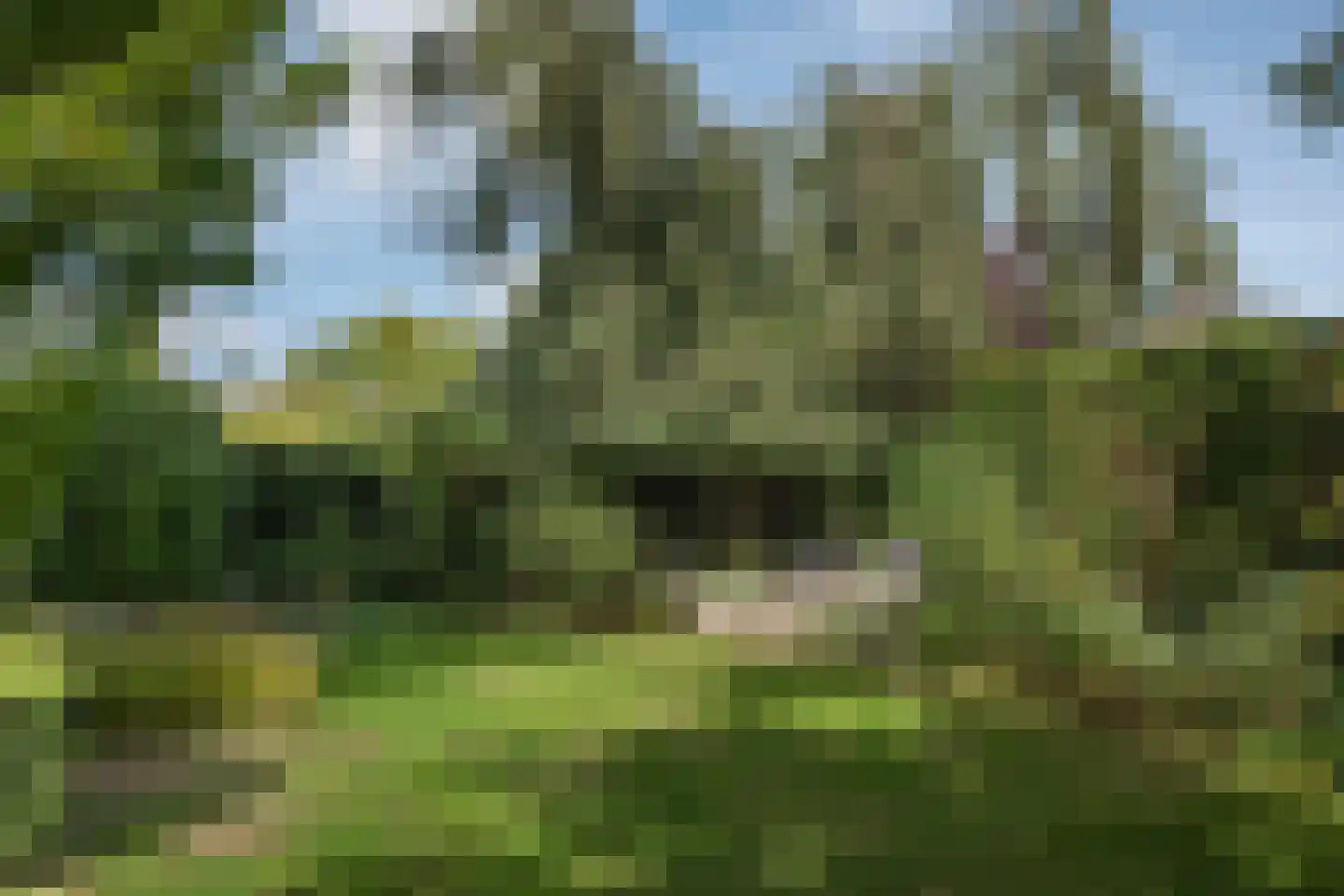 Roosjespeer 7 Borne thumbnail 51