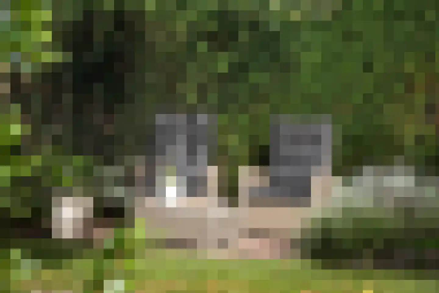 Roosjespeer 7 Borne thumbnail 52