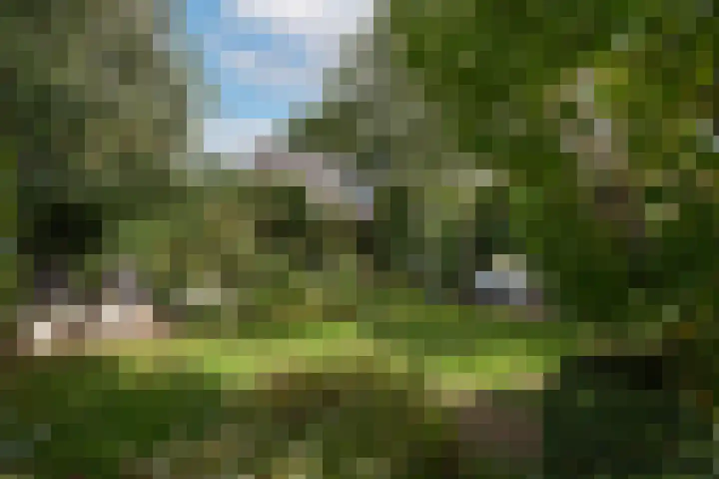 Roosjespeer 7 Borne thumbnail 53