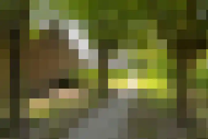 Rootakkers 11 Helmond thumbnail 11