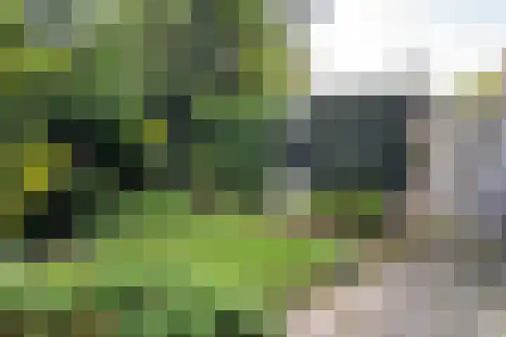 Rosakker 30 Bergeijk thumbnail 14
