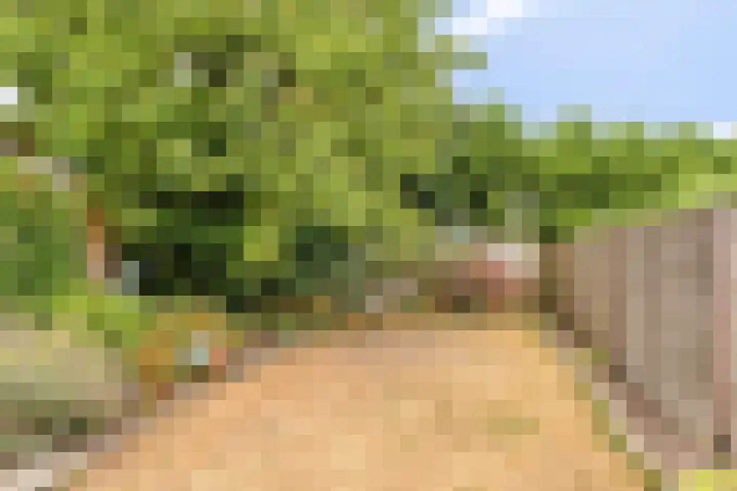 Rosakker 56 Bergeijk thumbnail 33