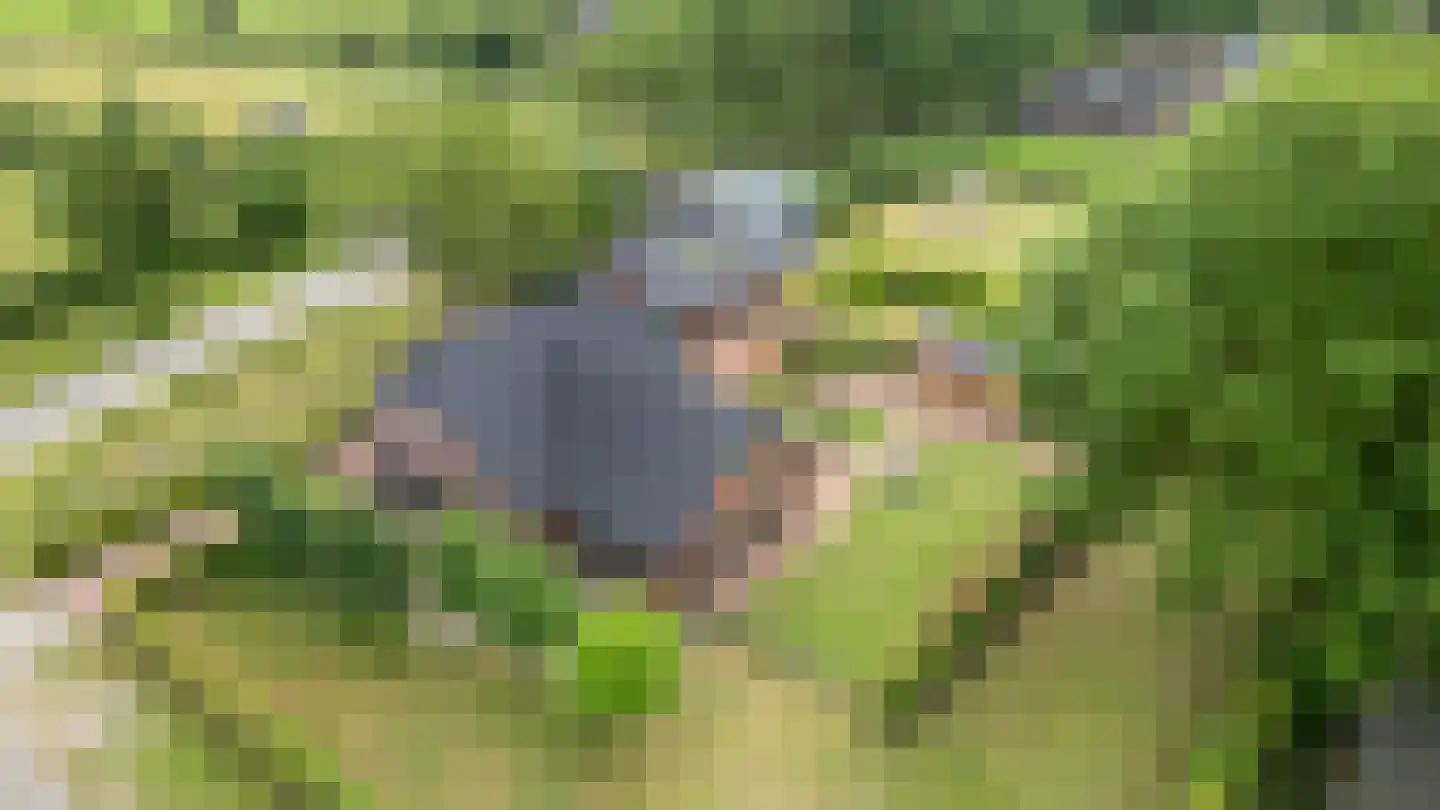 Rosandeweg 1 Zevenaar thumbnail 4