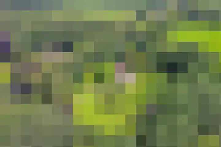 Rosengaardeweg 38 Dalfsen thumbnail 39