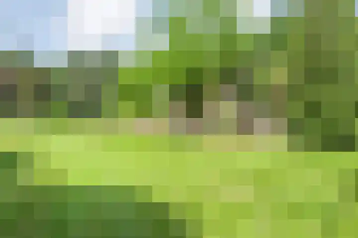 Rosengaardeweg 38 Dalfsen thumbnail 40