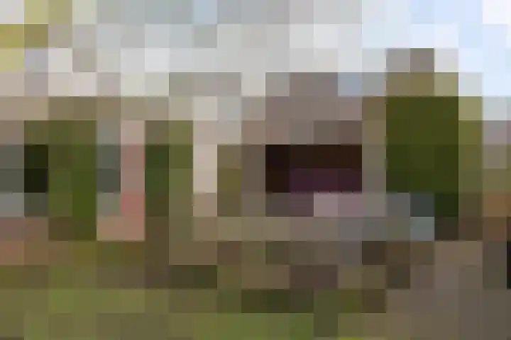 Roskam 23 Hasselt thumbnail 40