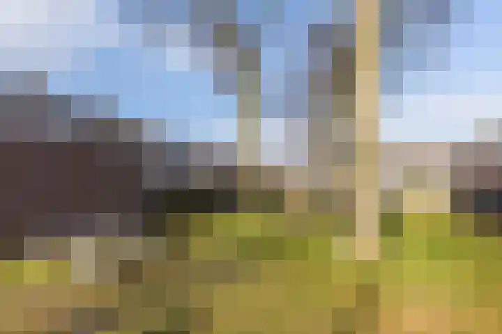 Roskamp 12 Rijen thumbnail 47
