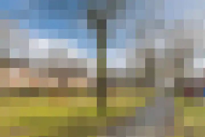 Roskamp 12 Rijen thumbnail 48
