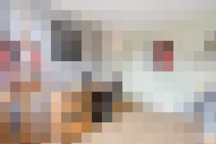 Roskamp 21 Heerde thumbnail 21
