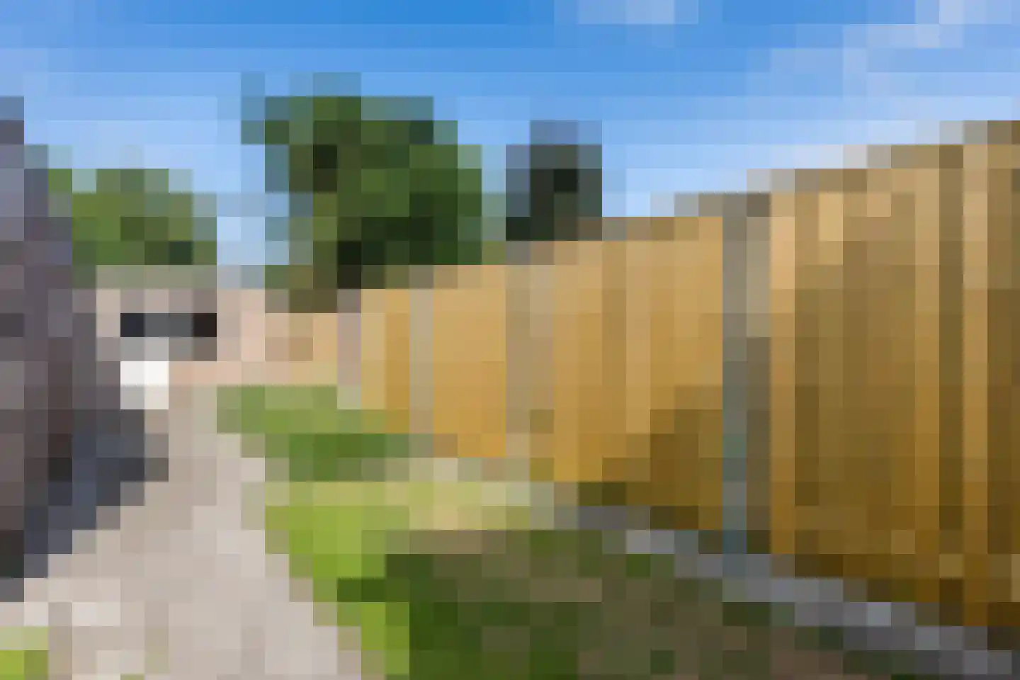 Roskamp 8 Rijen thumbnail 16