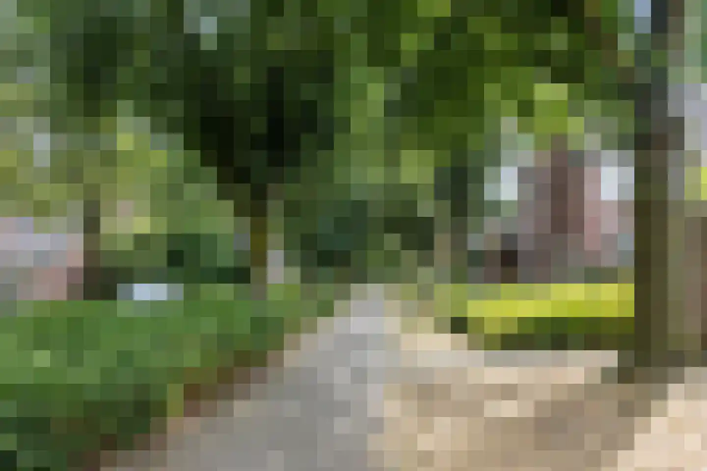 Roskamp 8 Rijen thumbnail 37