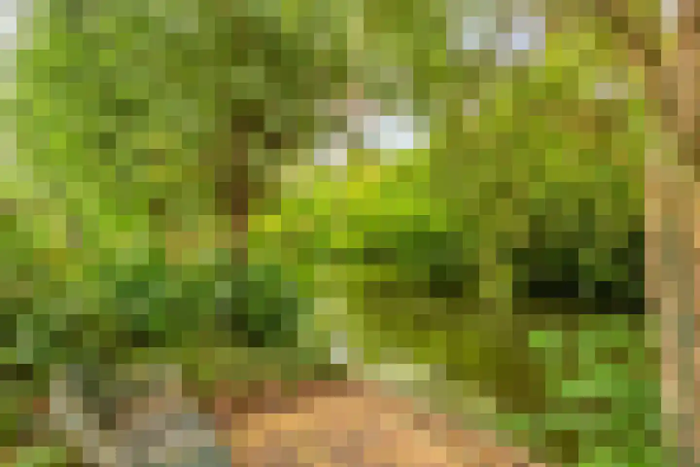 Rosmolen 1 Noord-Scharwoude thumbnail 10