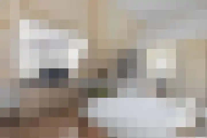 Rosmolen 13 de Lutte thumbnail 14
