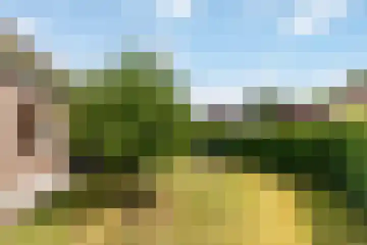 Rosmolen 13 de Lutte thumbnail 20