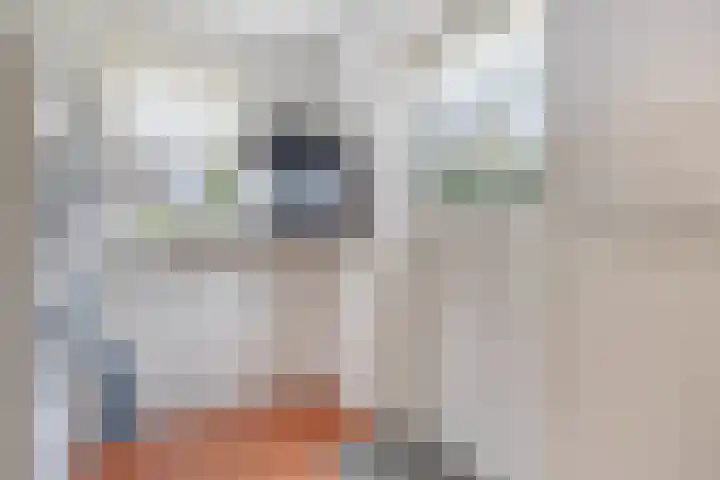 Rosmolen 41 de Lutte thumbnail 13