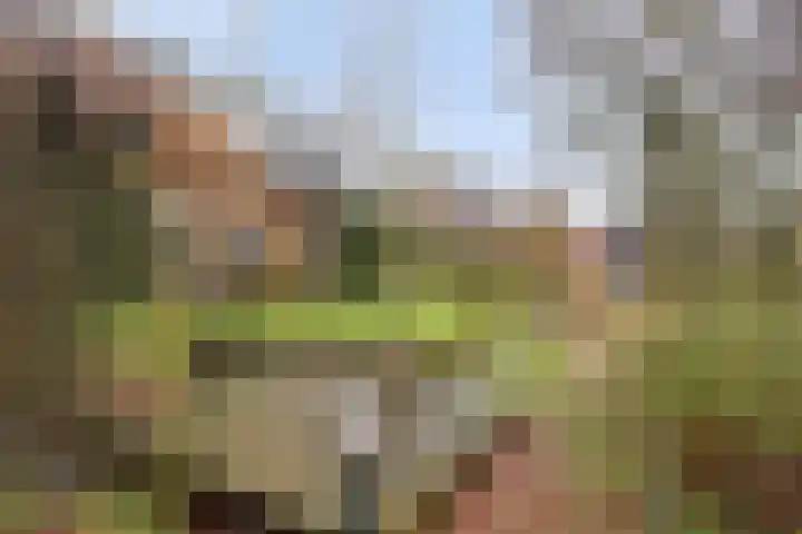 Rosmolen 41 de Lutte thumbnail 33