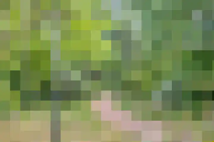Rosmolen 47 Heerhugowaard thumbnail 44