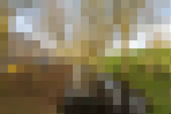 Rosmolen 57 Alphen aan den Rijn thumbnail 25