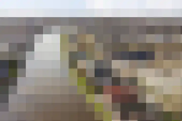 Rosmolen 57 Alphen aan den Rijn thumbnail 30
