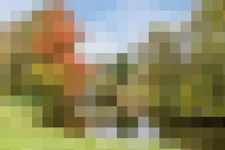 Rosmolen 81 Heerhugowaard thumbnail 40