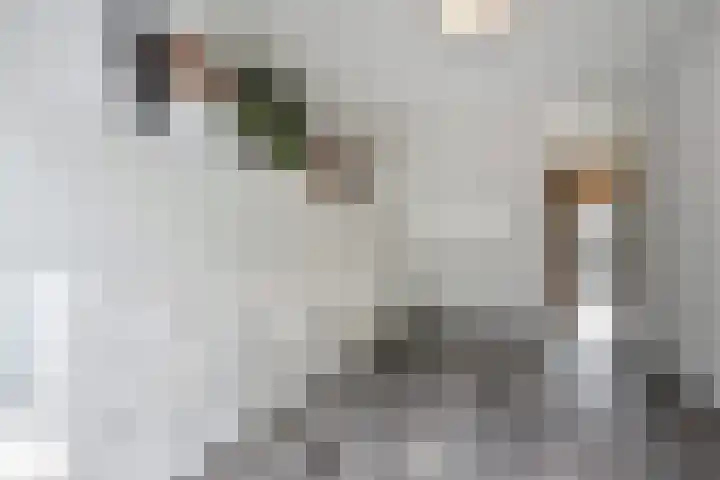 Rossinilaan 407 Den Haag thumbnail 26
