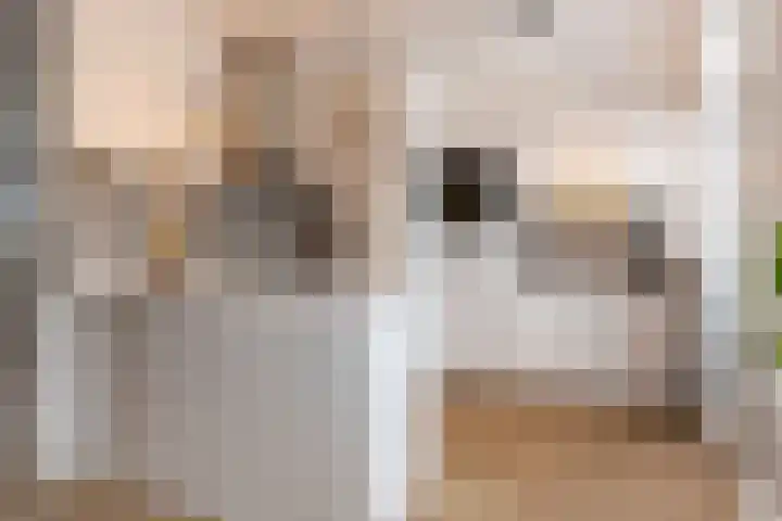 Rossinilaan 6 Apeldoorn thumbnail 9