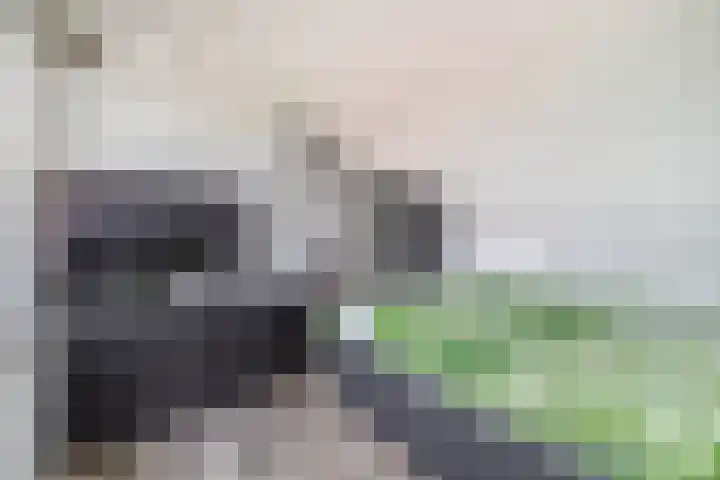 Rossinipad 34 Voorhout thumbnail 17