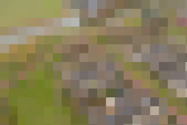 Rossinistraat 9 Oud-Beijerland thumbnail 34