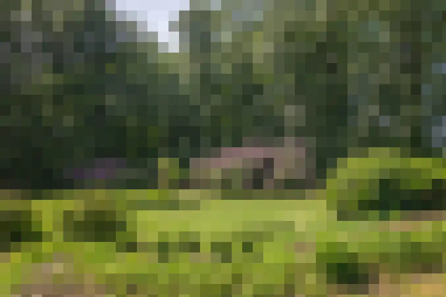 Rossweg 3 Laren thumbnail 13