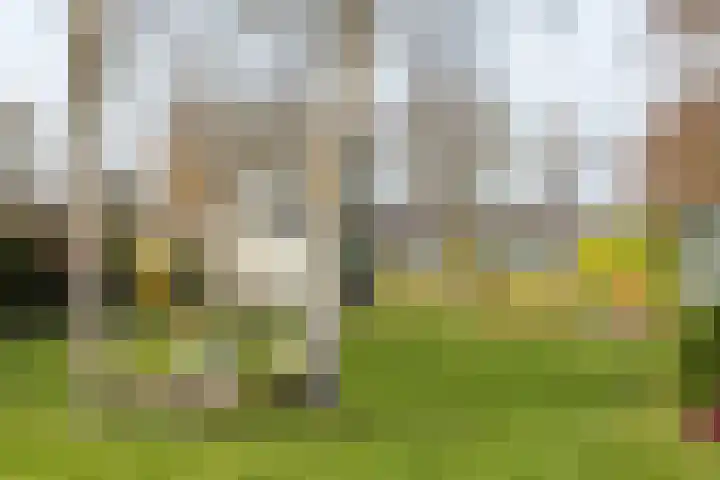 Rotstergaastweg 44 Nieuweschoot thumbnail 36