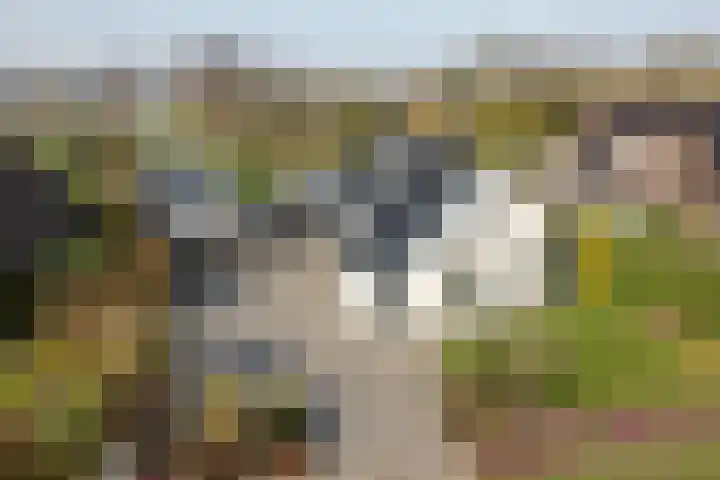 Rotstergaastweg 44 Nieuweschoot thumbnail 45