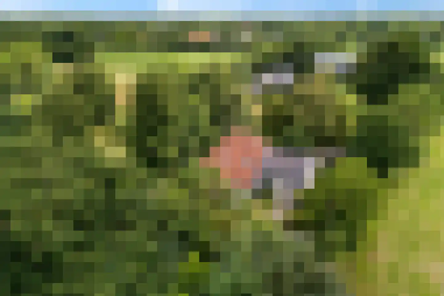 Rotstergaastweg 87 Nieuweschoot thumbnail 10