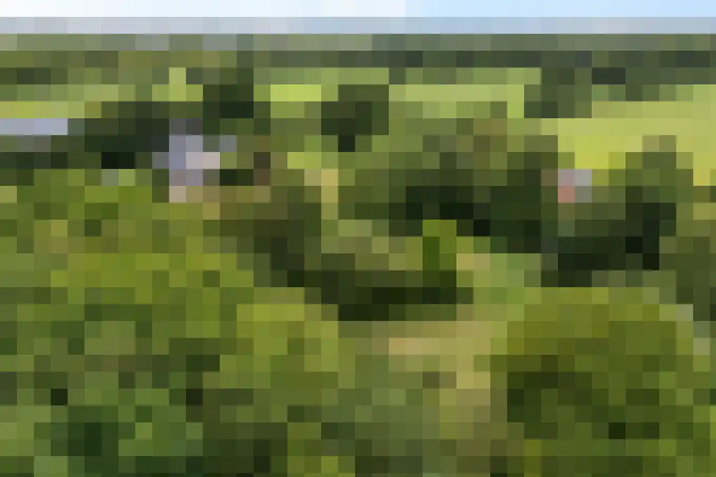 Rotstergaastweg 87 Nieuweschoot thumbnail 12