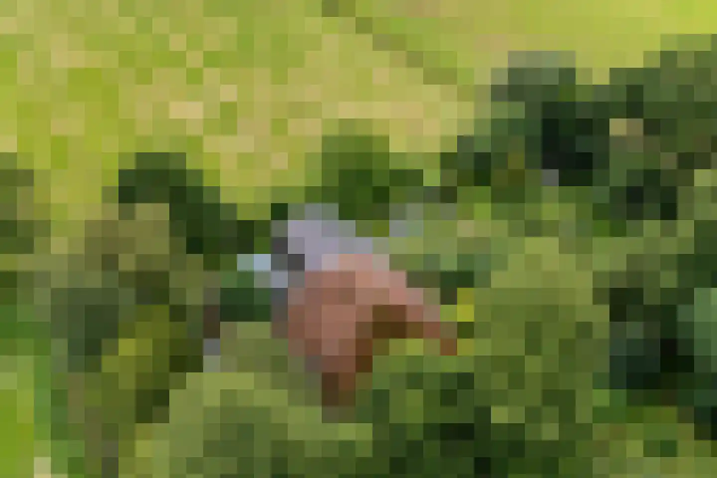 Rotstergaastweg 87 Nieuweschoot thumbnail 13