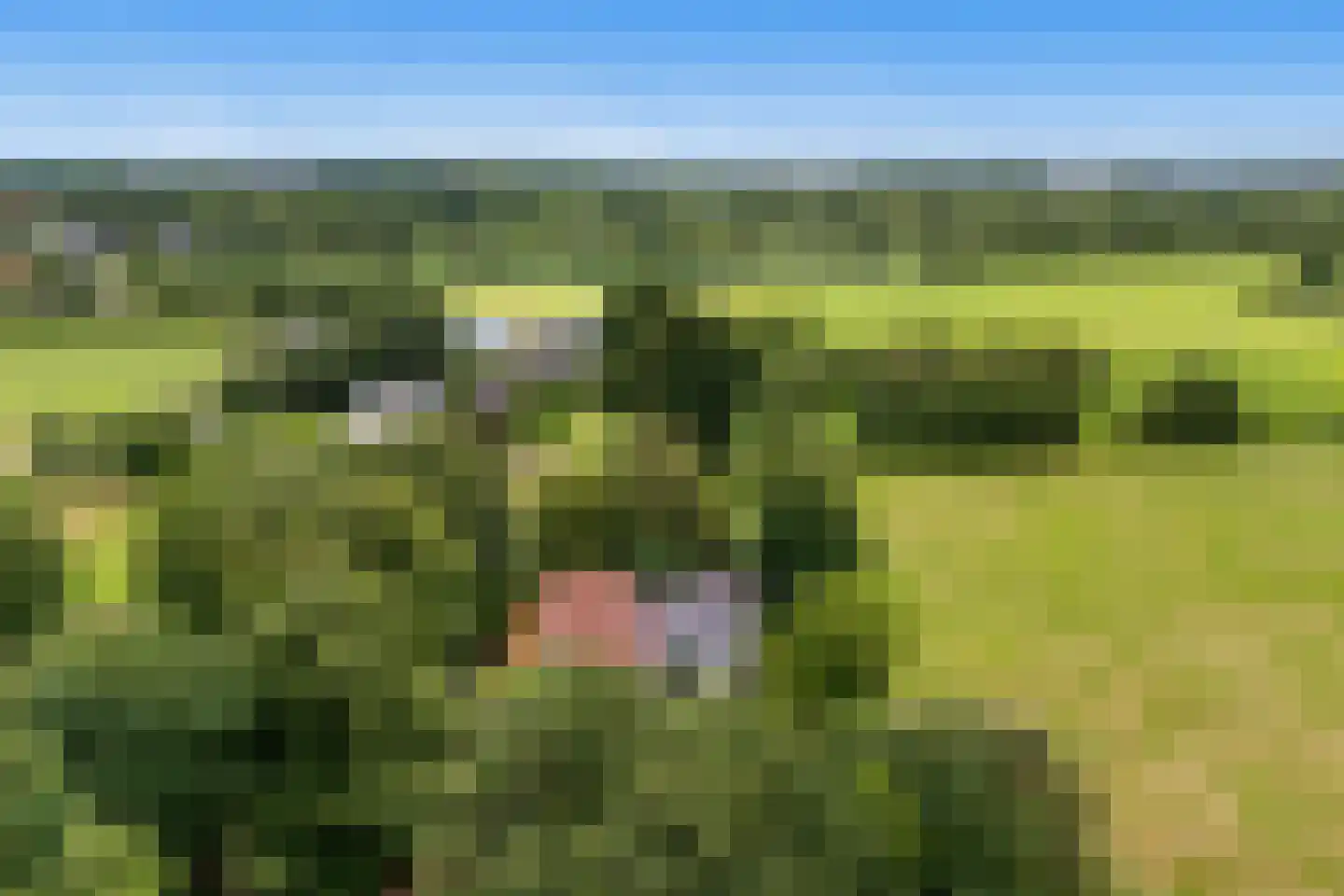 Rotstergaastweg 87 Nieuweschoot thumbnail 14