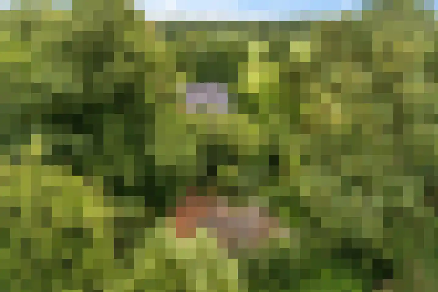 Rotstergaastweg 87 Nieuweschoot thumbnail 16