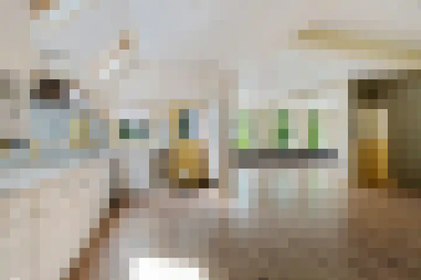 Rotstergaastweg 87 Nieuweschoot thumbnail 29