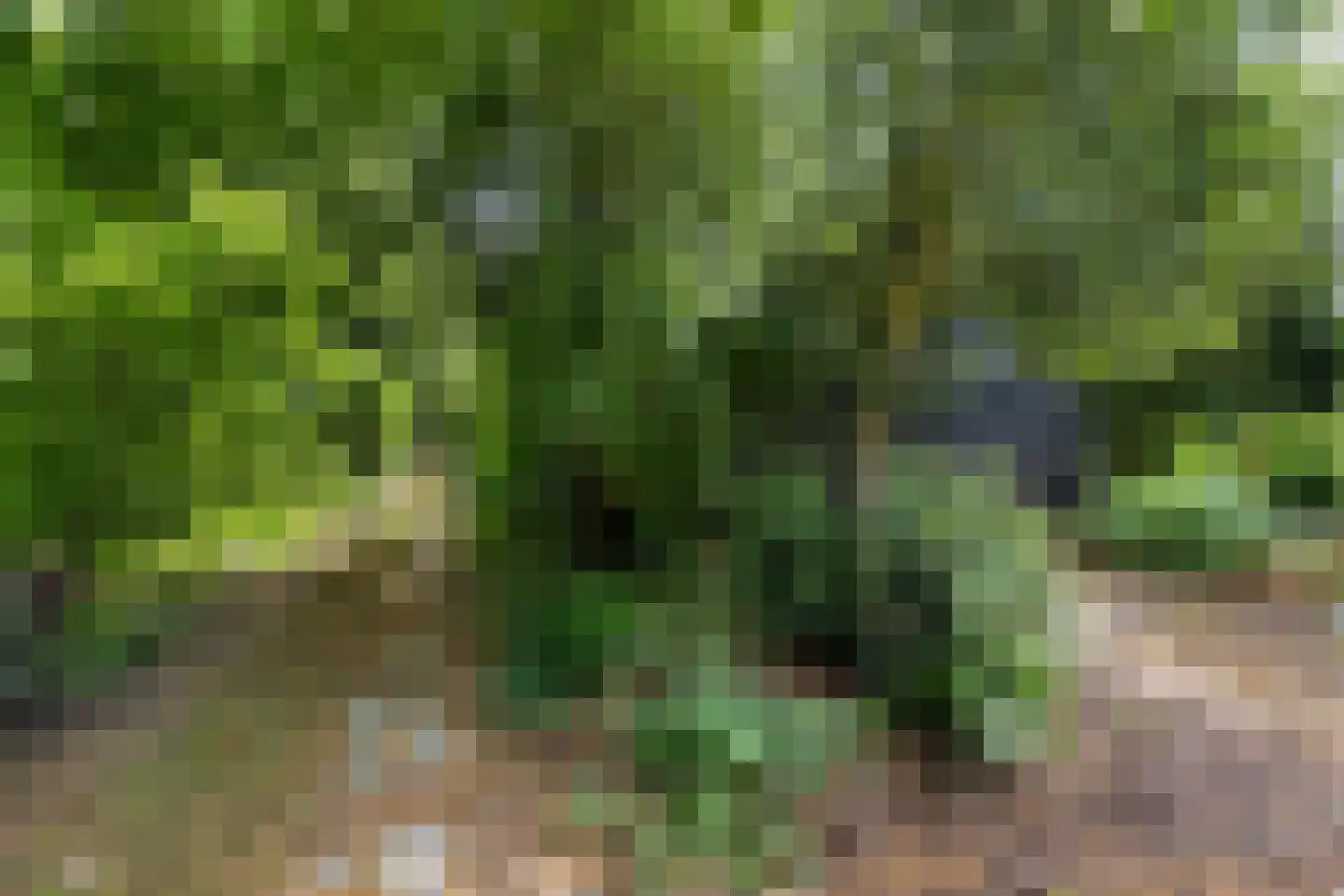 Rotstergaastweg 87 Nieuweschoot thumbnail 46