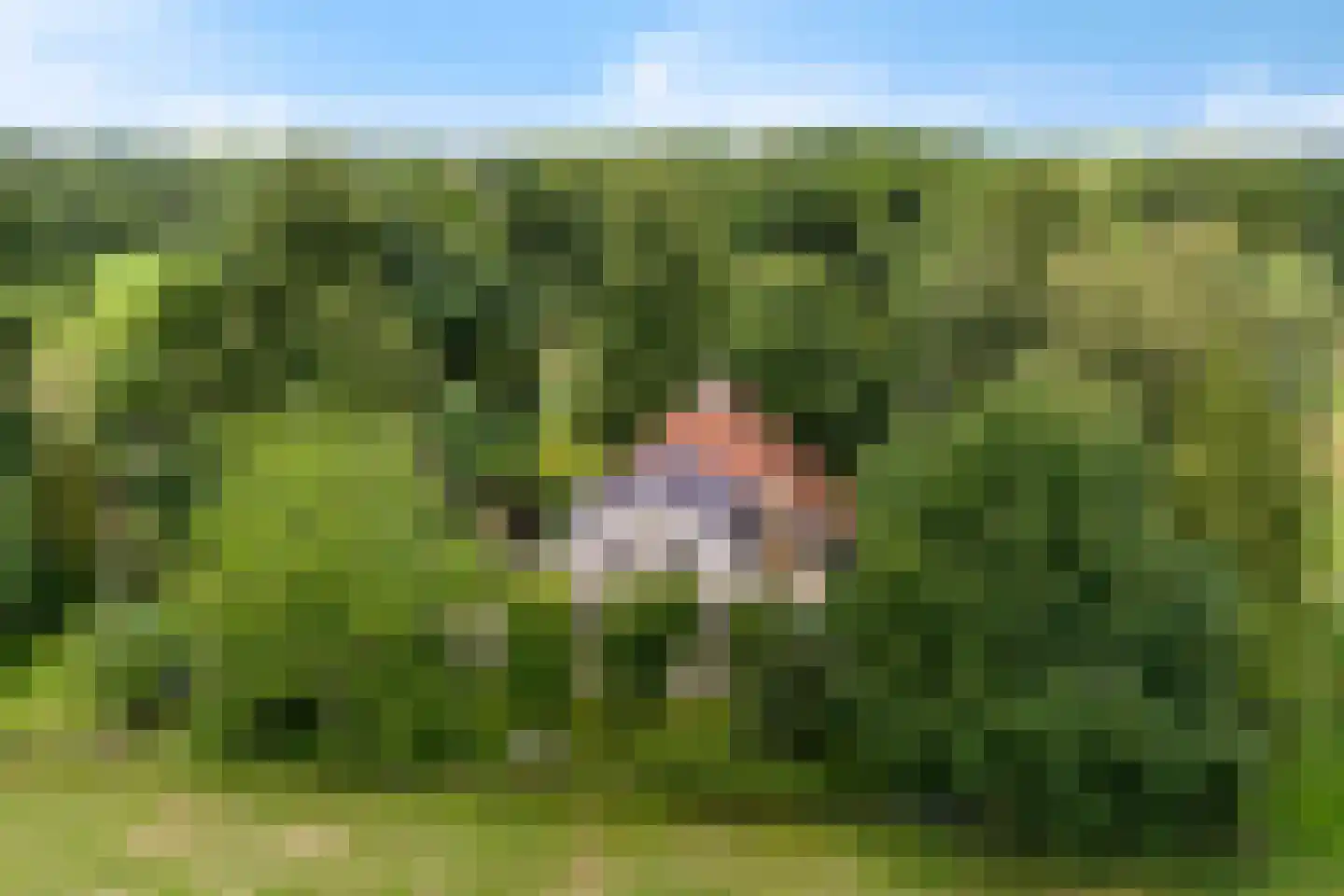 Rotstergaastweg 87 Nieuweschoot thumbnail 5