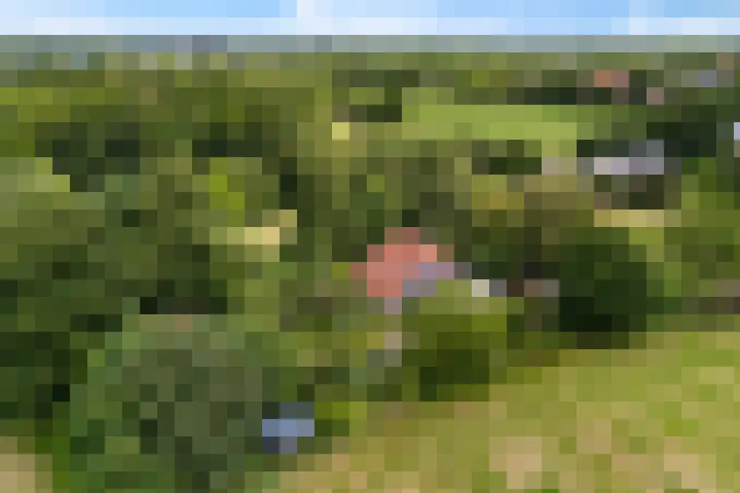 Rotstergaastweg 87 Nieuweschoot thumbnail 6