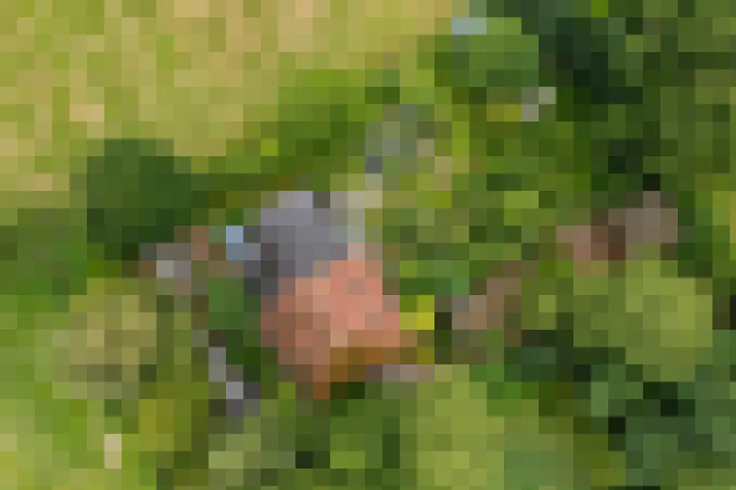 Rotstergaastweg 87 Nieuweschoot thumbnail 7