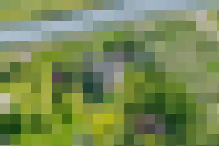 Rottekade 21 b Zevenhuizen thumbnail 10