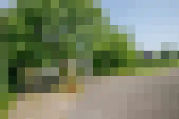 Rottekade 21 b Zevenhuizen thumbnail 21