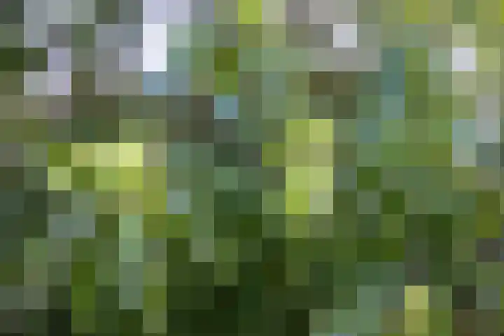 Roudaalterweg 13 Markelo thumbnail 52