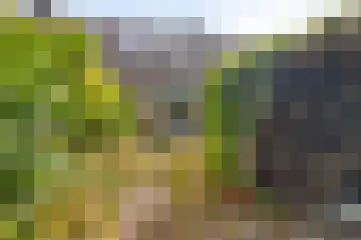 Rousselpad 19 Spijkenisse thumbnail 14