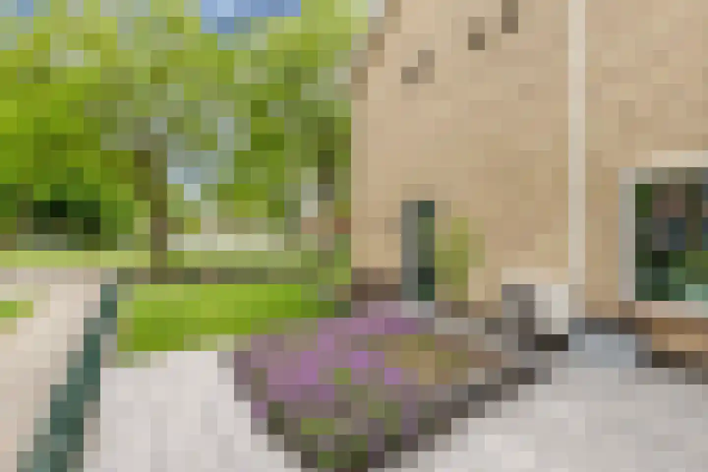 Rozeboom 1 Heino thumbnail 4