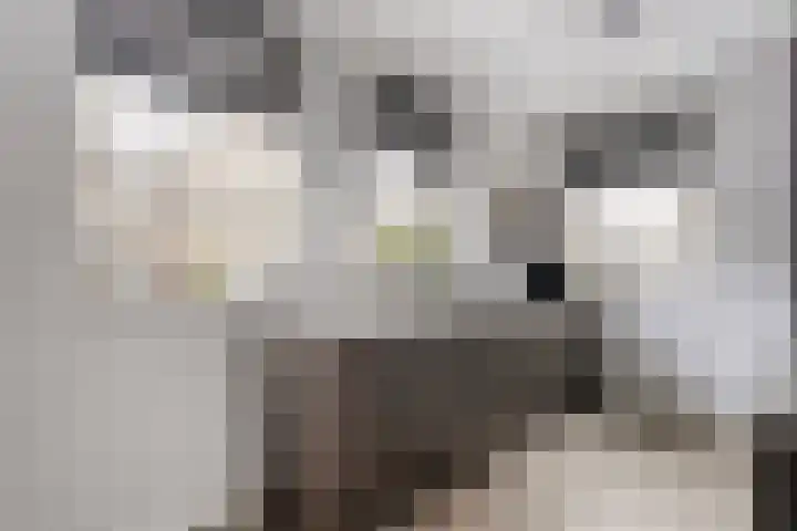 Rozeboomlaan 5 Zwolle thumbnail 11