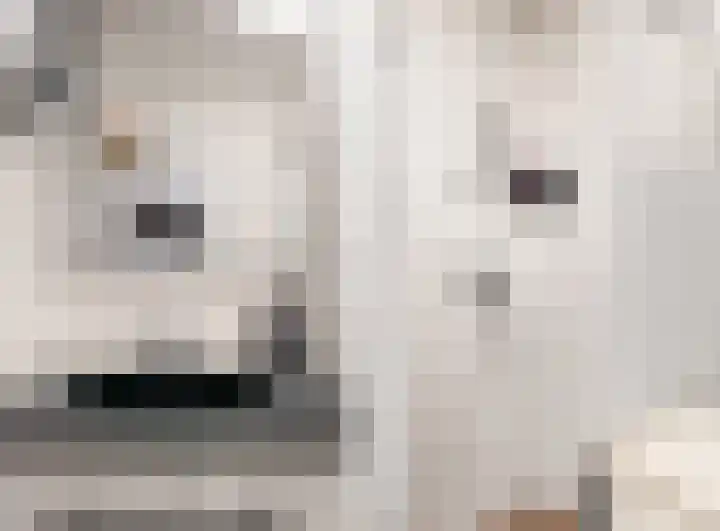 Rozeknop 21 Uitgeest thumbnail 15
