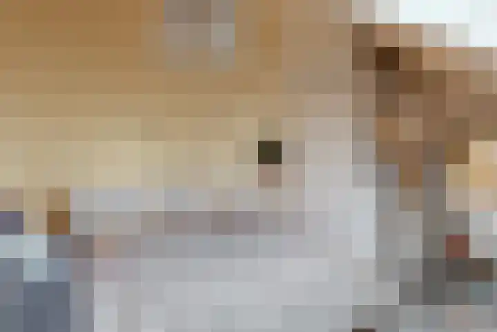 Rozeknop 21 Uitgeest thumbnail 20
