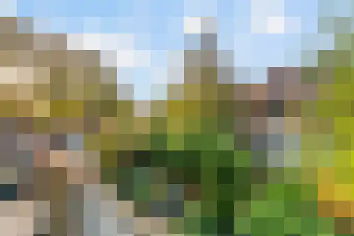 Rozeknop 21 Uitgeest thumbnail 21